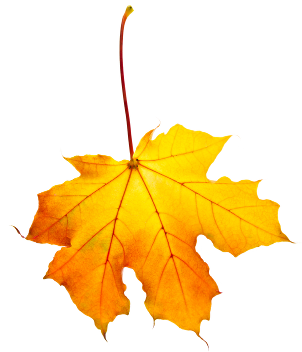 Fall Maple Leaf